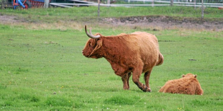 Hårt slag mot gotländska bönder