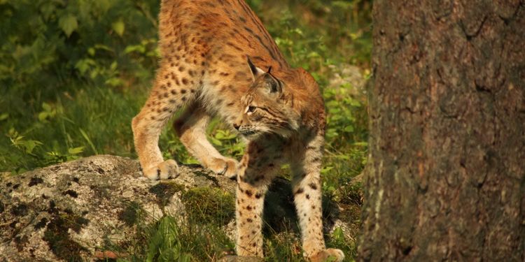 Länsstyrelsen efter angreppet: ”Ta in djuren”