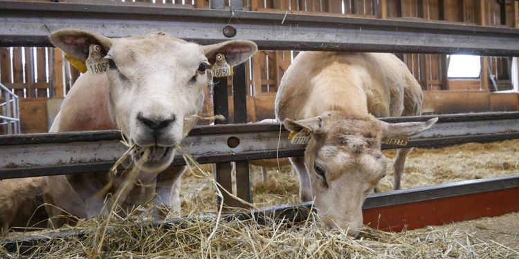 Optimism inom svensk lammnäring