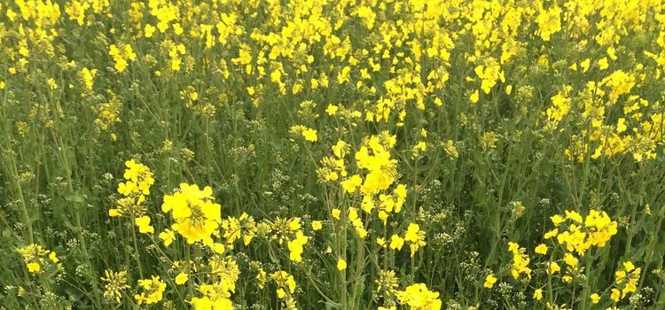 Neonikotinoider skadar bin