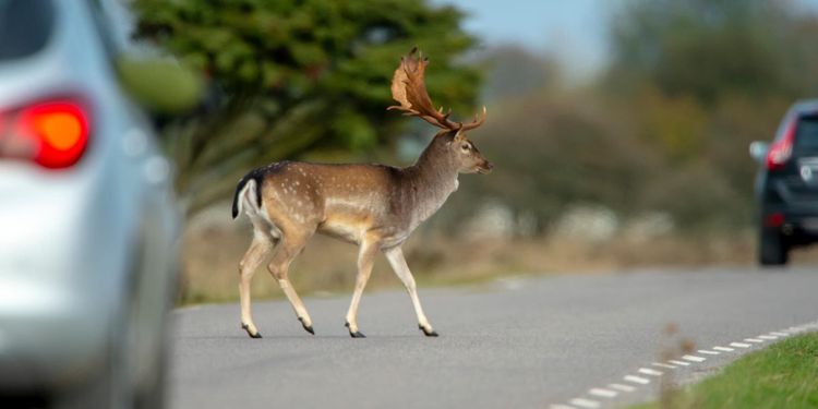 Viltolyckorna skenar när stammen ökar