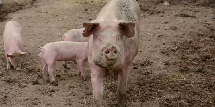 Så bra betalt får ekobonden