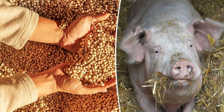 Stopp för mer konventionell råvara i ekofoder