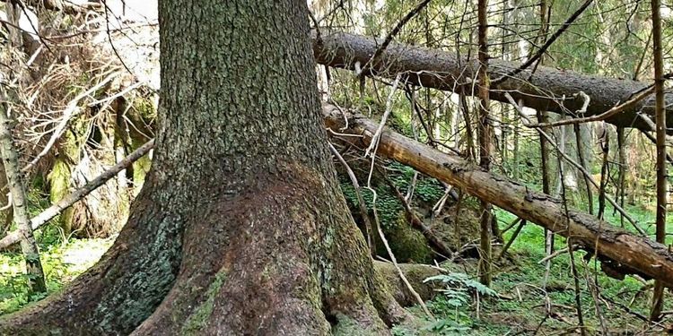 Sveriges högsta gran angripen av barkborrar