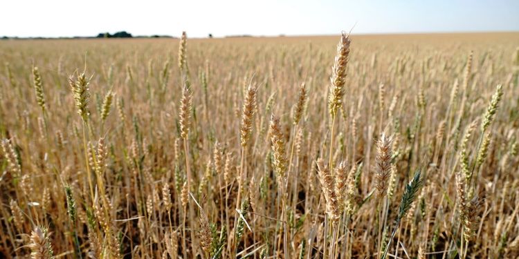 Torr vår oroar på kontinenten