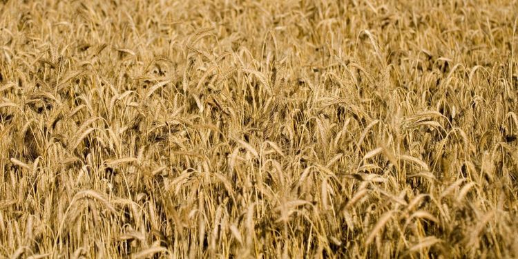 Då går odlaren in och prissäkrar skörden