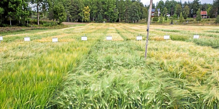 Hårdare straff för brott mot växtförädlarrätten