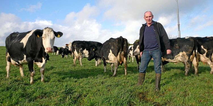 Gräs nyckeln till framgång för Irlands mjölk