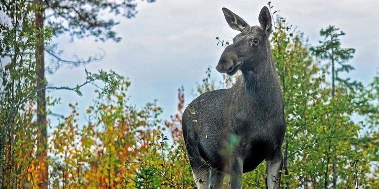 Inför älgjakten: Skjut fullt