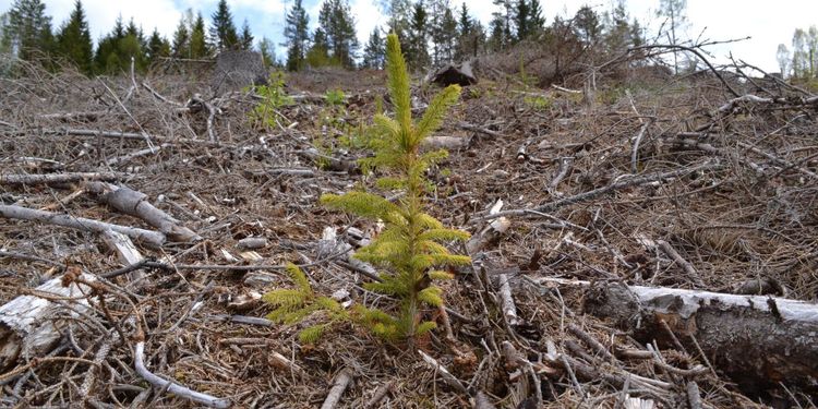 Plantdöd i södra Norrland