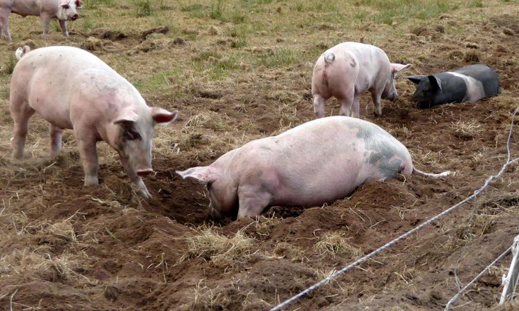 Färre grisar slaktades i mars