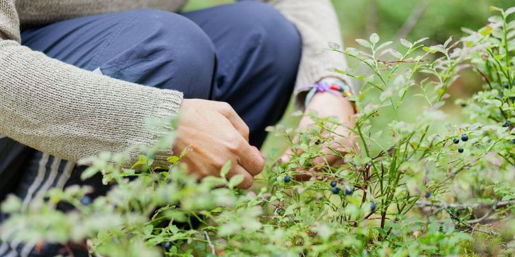 MUF: Skydda skogen från Liberalerna