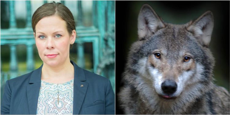 M: Makten över vargjakten kan flyttas till EU