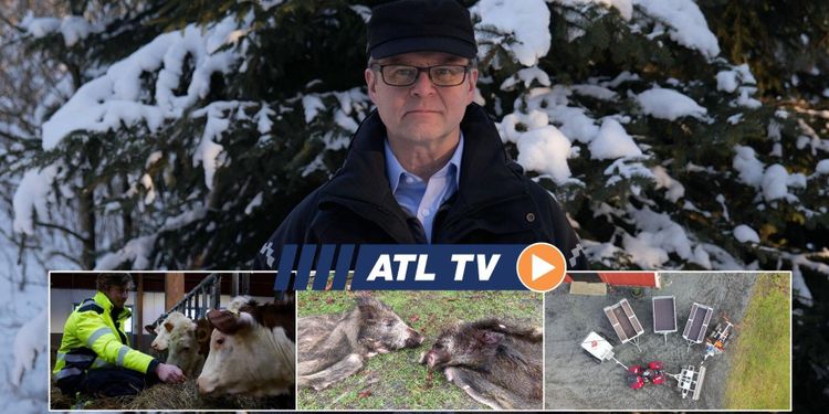 ATL TV: Säkrare ladugård efter branden