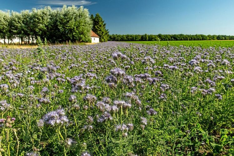 ”30 år av alternativa fakta om ekologisk produktion”