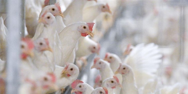 Människa smittad av fågelinfluensa