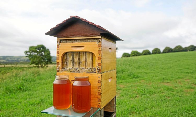 Ny innovation gör honungsskörden enklare