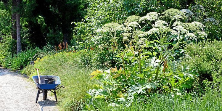 Äganderättsfråga kring invasiva arter skjuts upp