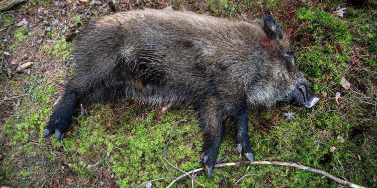 Vildsvinen näst intill utrotade i Danmark