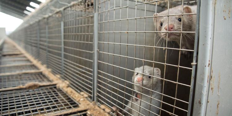 Pälsfarmarna lämnas i fred