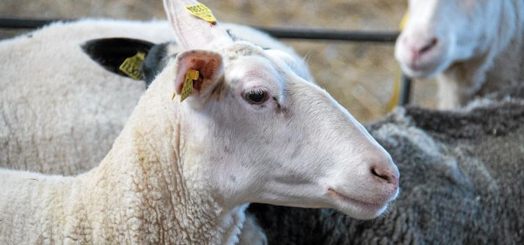 Fler fårstölder oroar branschen och djurägare