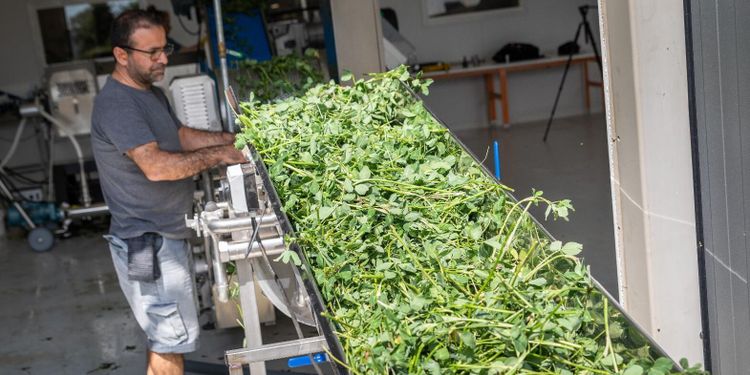 Blast och växtrester kan bli en ny inkomstkälla