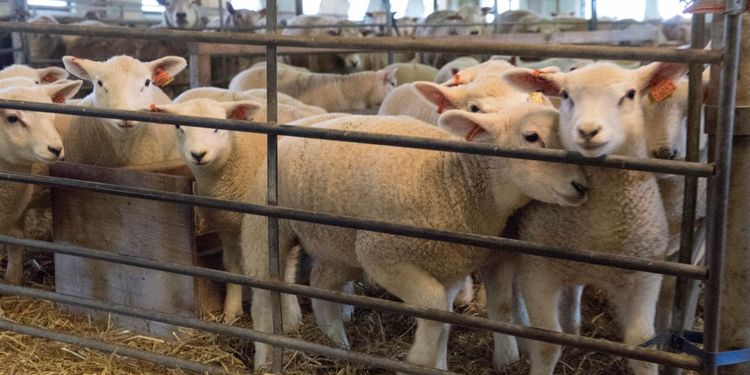 Molstaberg blir principmål för LRF