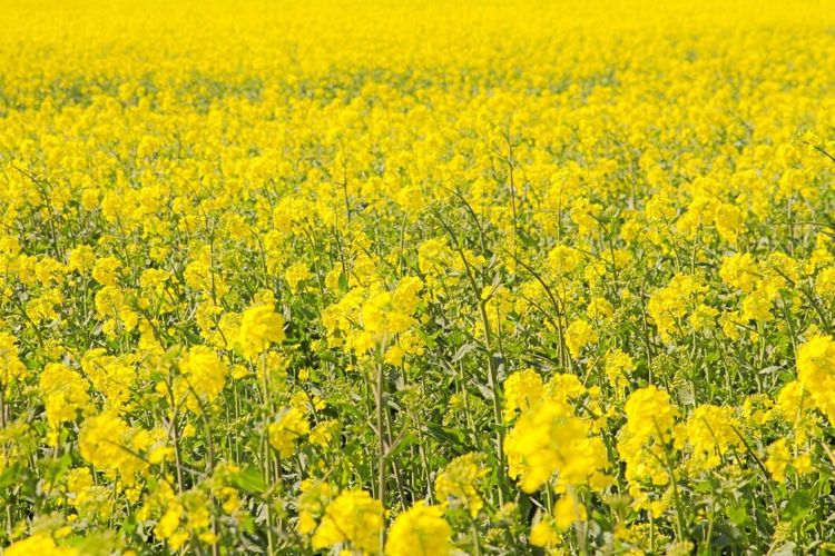 Rapsen har klarat sig undan utvintring