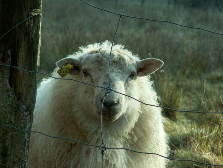 Omhändertagandet av mannens får gjordes inte av djurskyddsskäl utan på grund av bristfälliga staket som gjorde att får rymde och riskerade att bli påkörda.