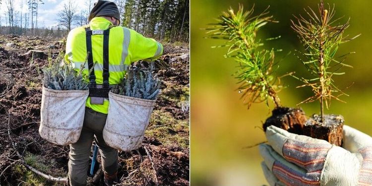 Regeringen säger ja till inresta skogsarbetare