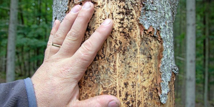 Största skogsangreppen någonsin