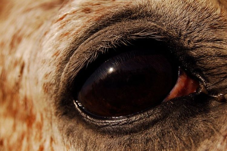 Golfklubbens protester mot hästkrematorium avfärdas