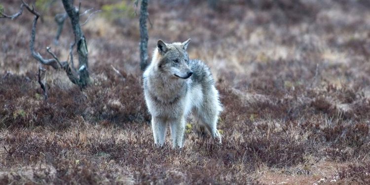 Ger grönt ljus – vargen i Skåne får skjutas