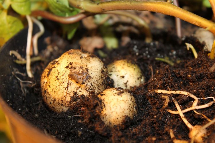 Nya skräddarsydda potatissorten avsedd för stärkelseindustrin.