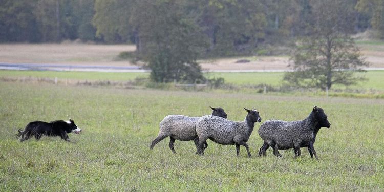 Full fart när eliten vallade får