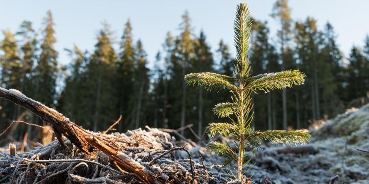 Södra storsatsar på planteringsmaskin