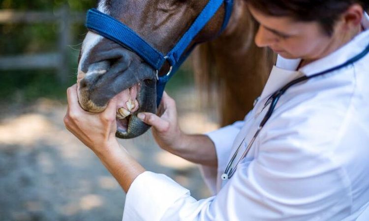 Så ska kunskapen om hästtandvård öka
