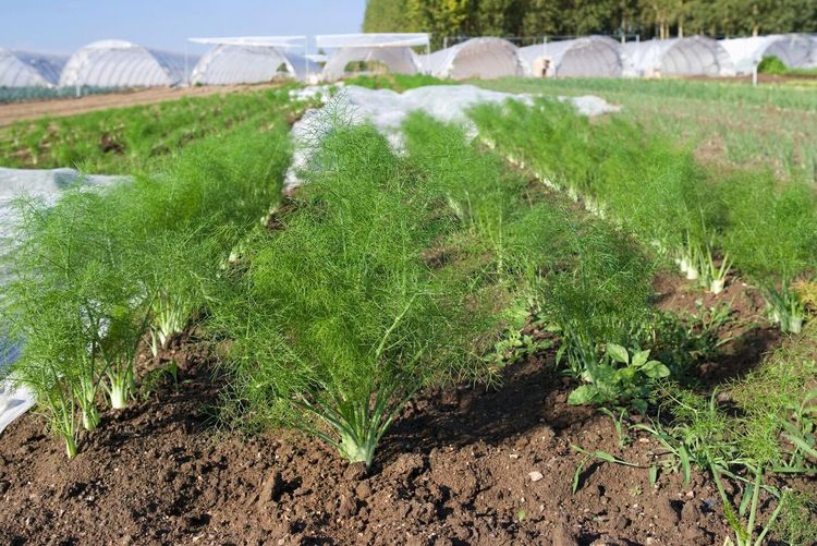 Förpackningsmaskin köptes på Alibaba