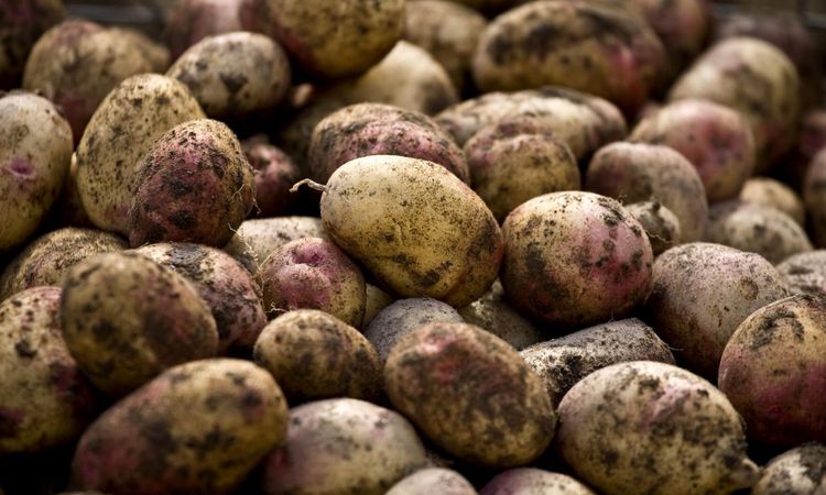 Potatisen gynnas av ökat sug efter ”trygg” mat