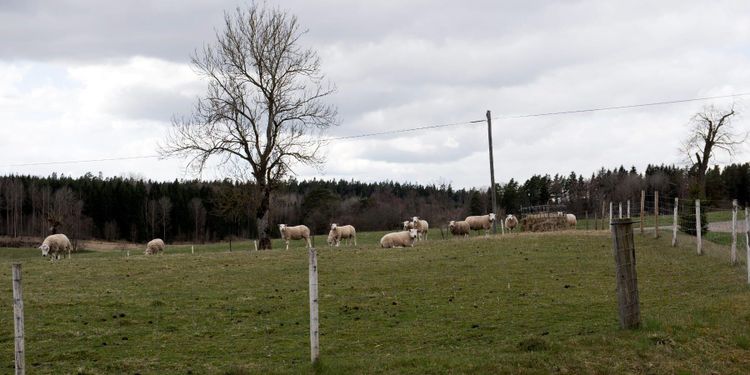 Överklagan om skyddsjakt på varg avslås
