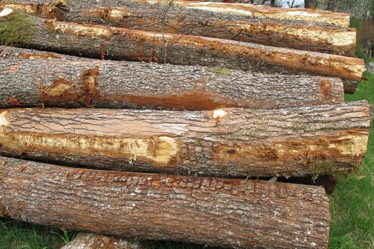 EU-domstolen vill stoppa avverkning