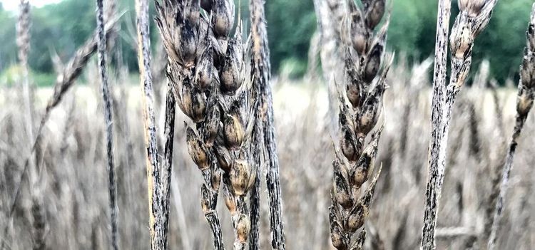 Svartrost åter i Sverige