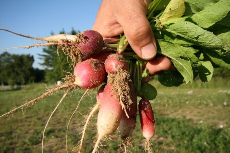 Intresset för odling ökar, det märks också på Elmia Trädgård.
