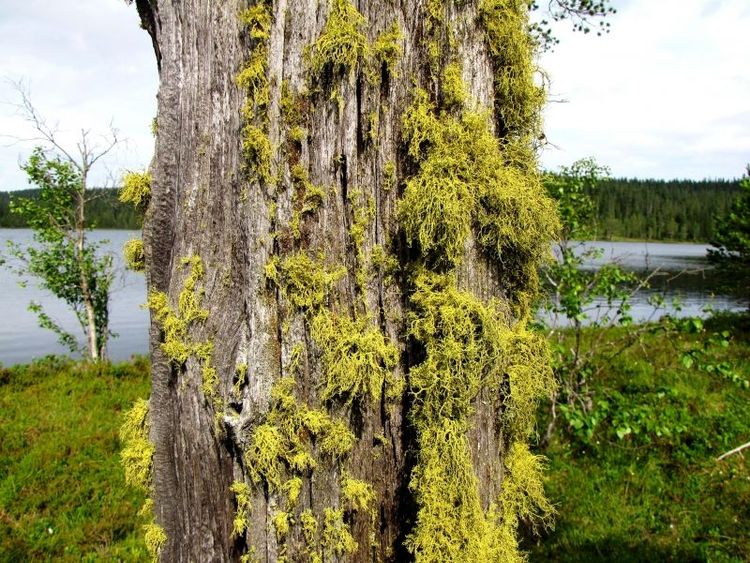 Varglav i ett naturreservat utanför Mora.
