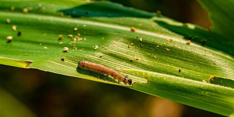 Invasiva höstarmélarven på väg mot Europa