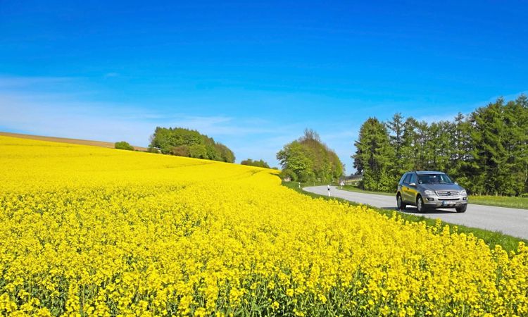 Tyska spannmålsskörden sämre än befarat