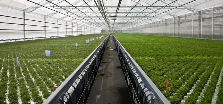 Svenska odlare drabbas av ny ekolag