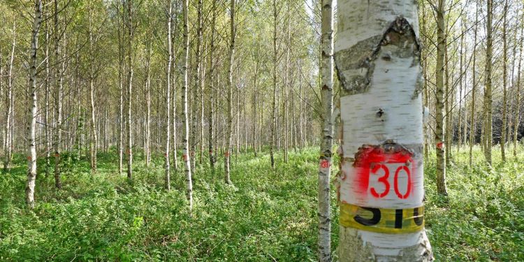 Svenskt samarbete ska lyfta lettiskt skogsbruk