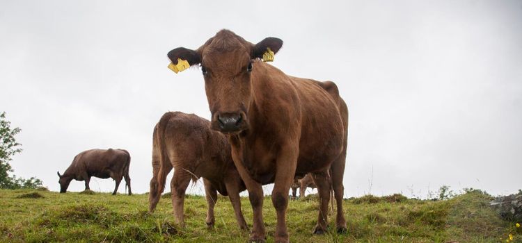 Genteknik klipper hornen