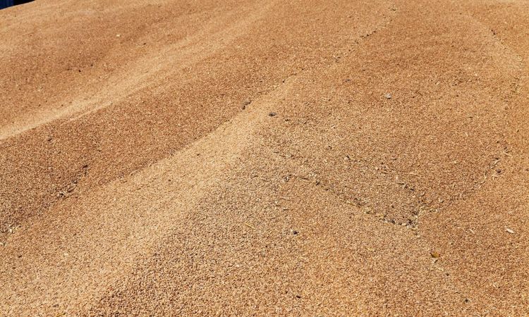 Växande lager av vete